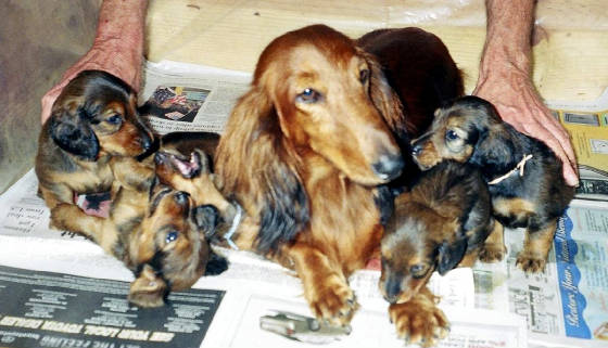 fHavenPups4Wks2.jpg