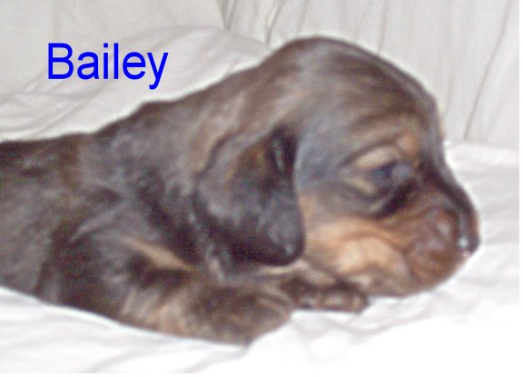 BAILEY/bailey.JPG BAILEY/bailey.JPG
