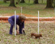 awards/Nikkifirstjuniorearthdogrun030715.jpg