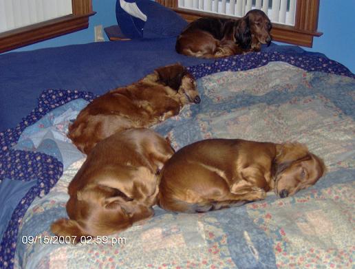 bedpuppies.jpg