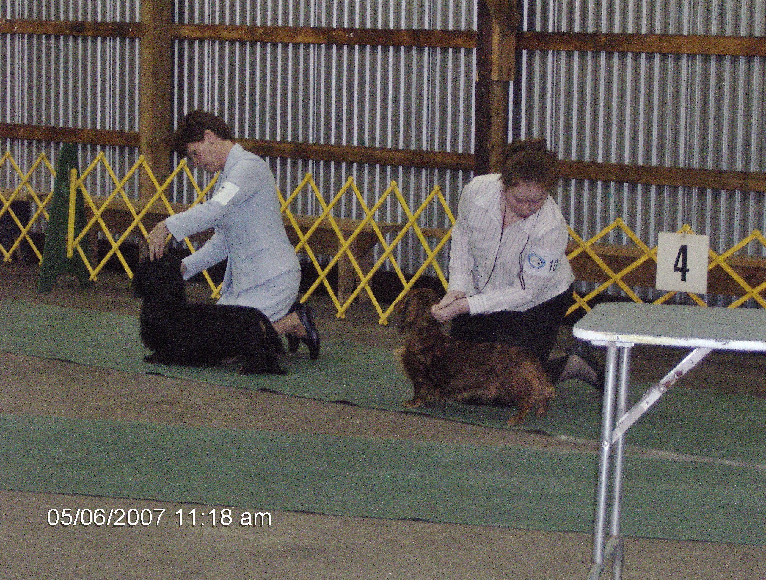 dogshow1.jpg