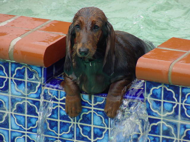 fpoolpup.JPG