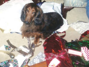 holiday/Christmas2003Dogs2.jpg