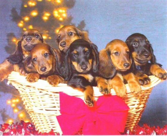 holiday/DreamerPuppys.JPG